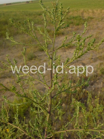 thistle, Russian